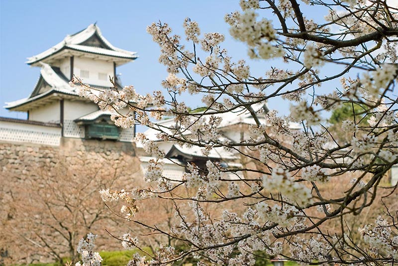 桜満開♪ 金沢の坂道散策 写真集 2015